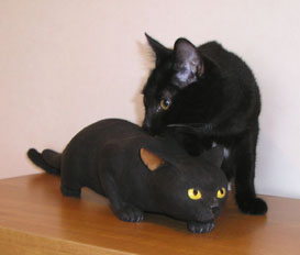 黒猫とモデル